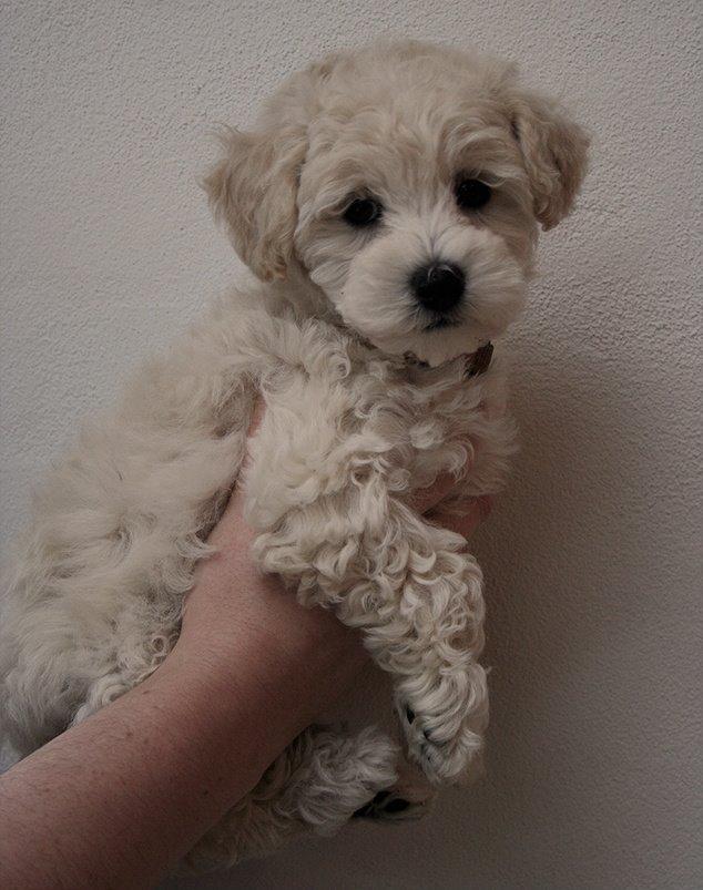 Blanding af racer Molly billede 3