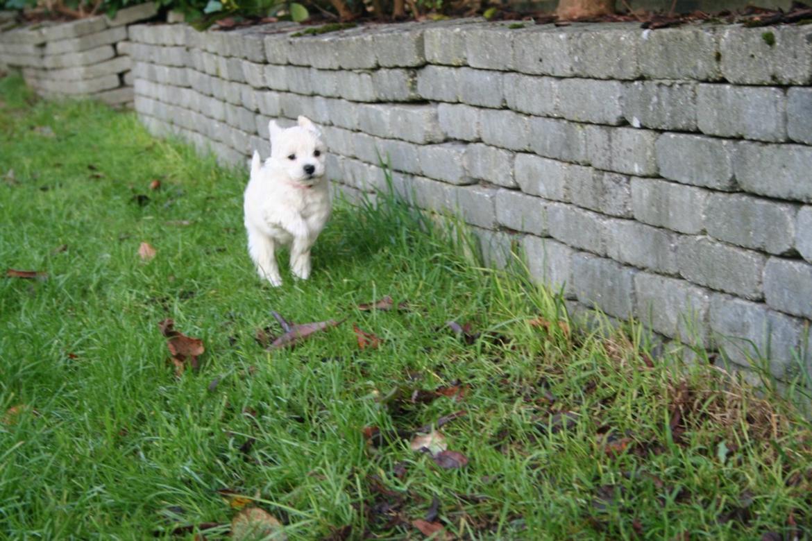 Blanding af racer Molly billede 2