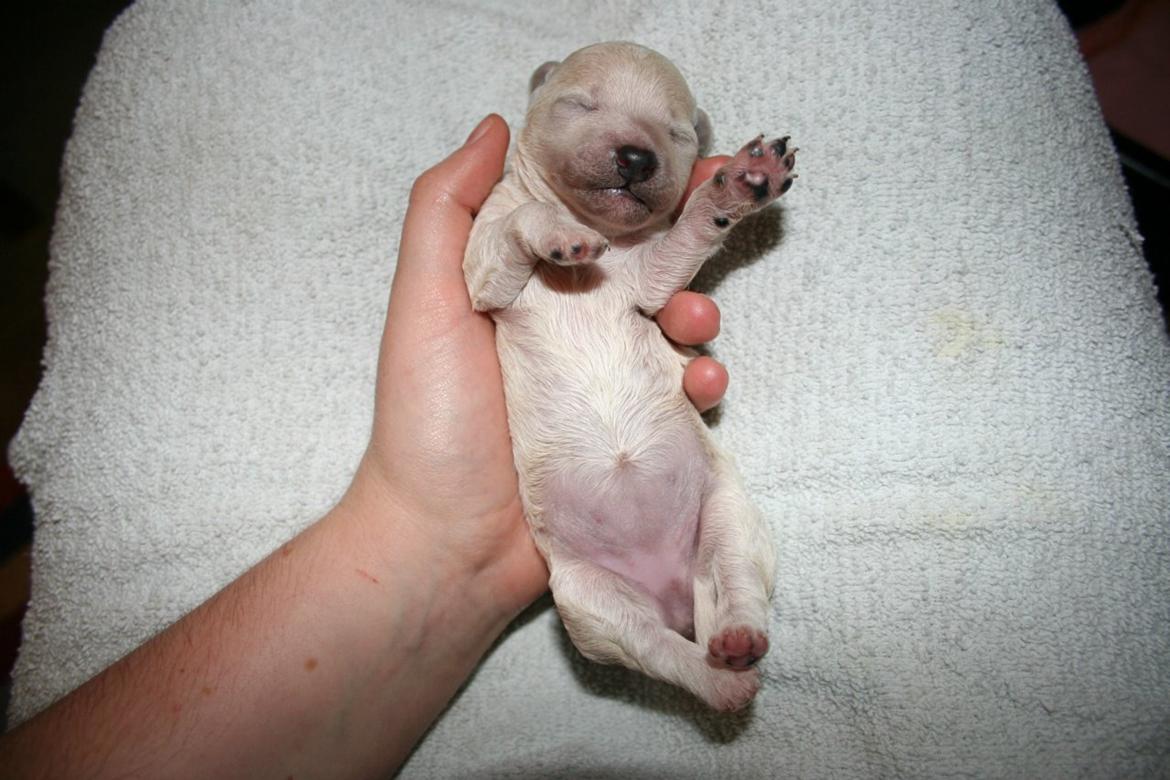 Blanding af racer Molly billede 4