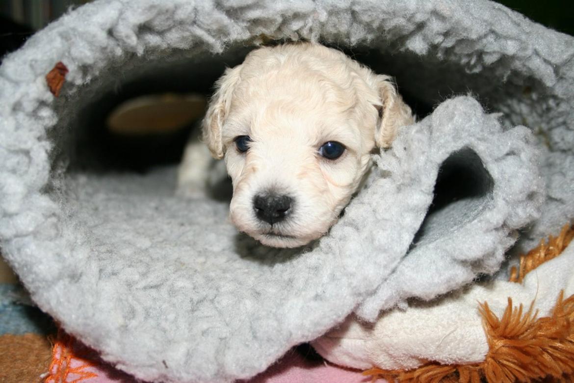 Blanding af racer Molly billede 5