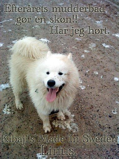 Samojedhund Linus billede 23