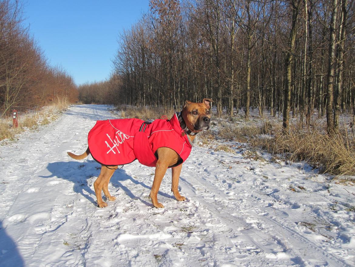 Amerikansk staffordshire terrier Chica "Elsket og savnet " R.I.P 18/8-2014 billede 30