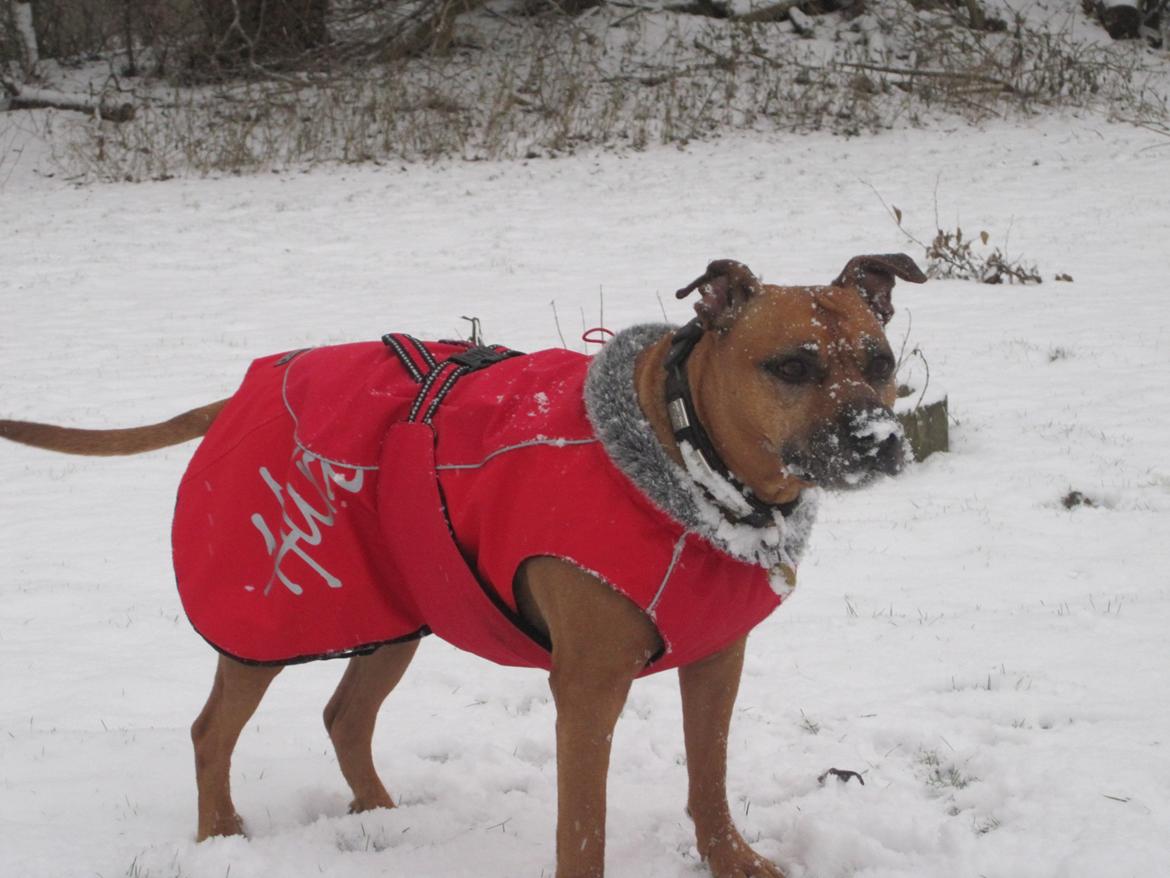 Amerikansk staffordshire terrier Chica "Elsket og savnet " R.I.P 18/8-2014 billede 31