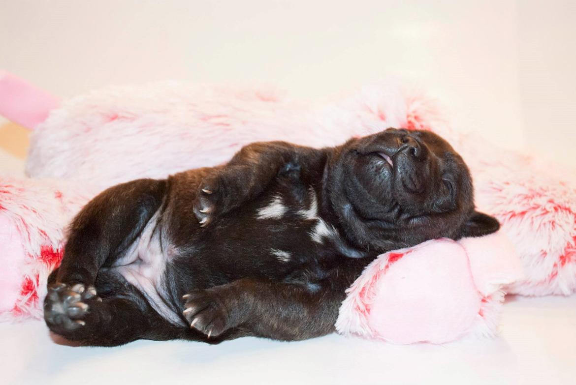 Staffordshire bull terrier Mademoiselle Coco billede 2