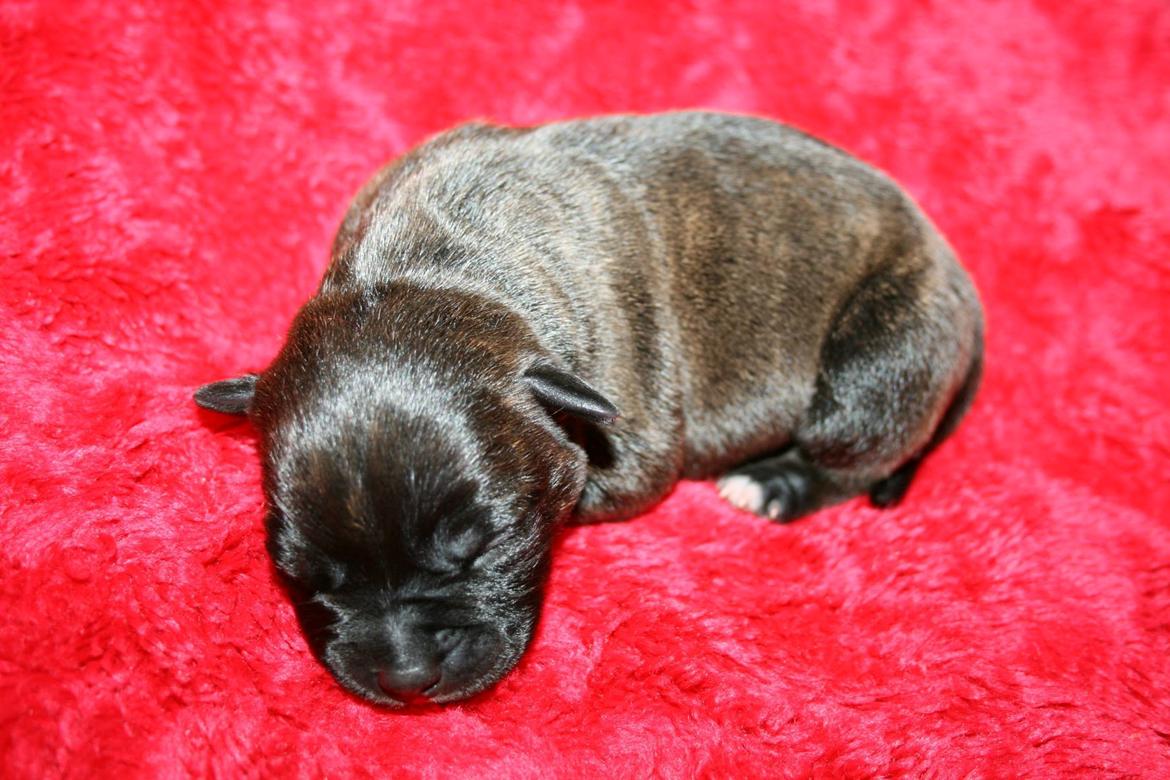 Staffordshire bull terrier Mademoiselle Coco billede 3