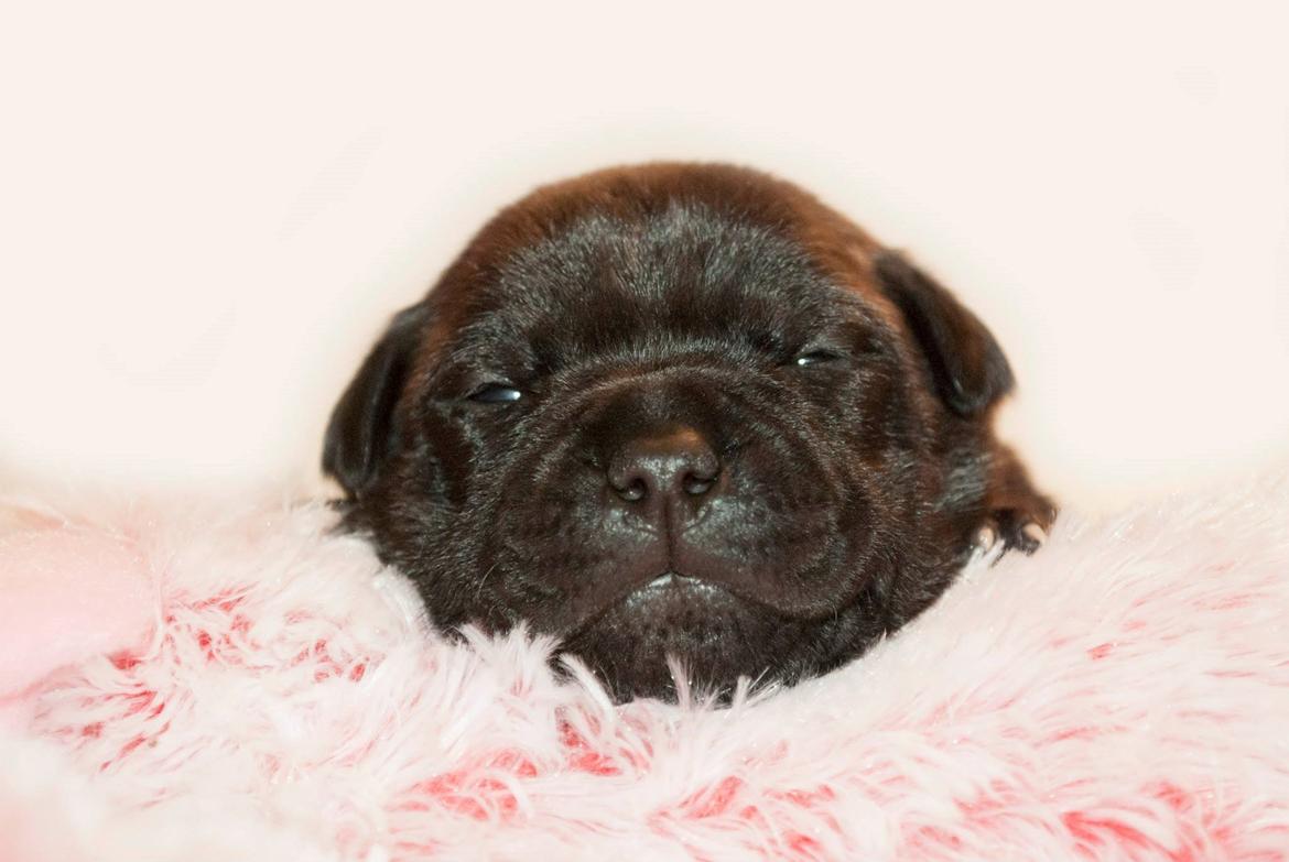 Staffordshire bull terrier Mademoiselle Coco billede 5