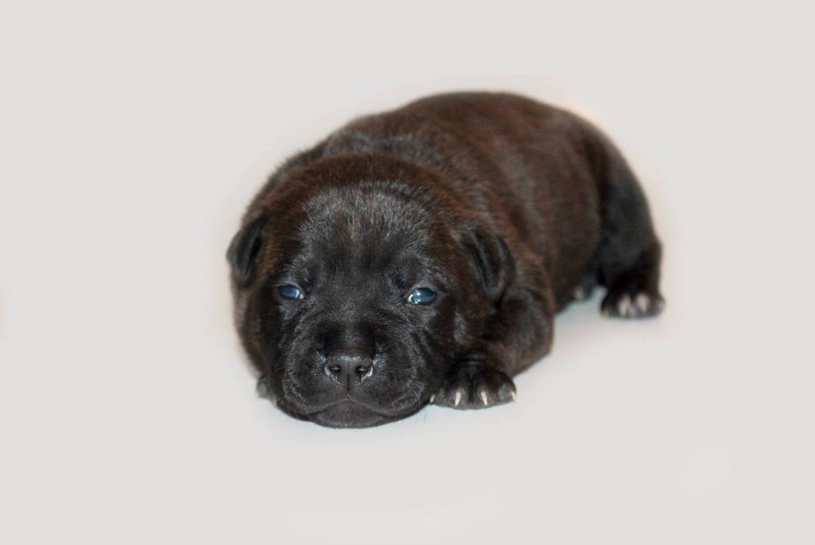 Staffordshire bull terrier Mademoiselle Coco billede 6