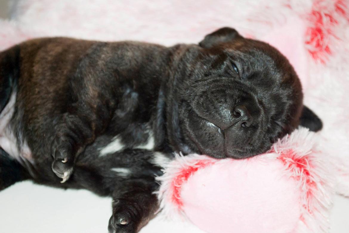 Staffordshire bull terrier Mademoiselle Coco billede 7