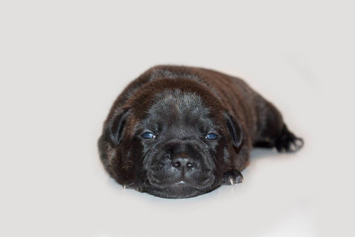 Staffordshire bull terrier Mademoiselle Coco billede 8