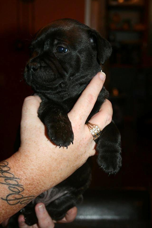 Staffordshire bull terrier Mademoiselle Coco billede 9