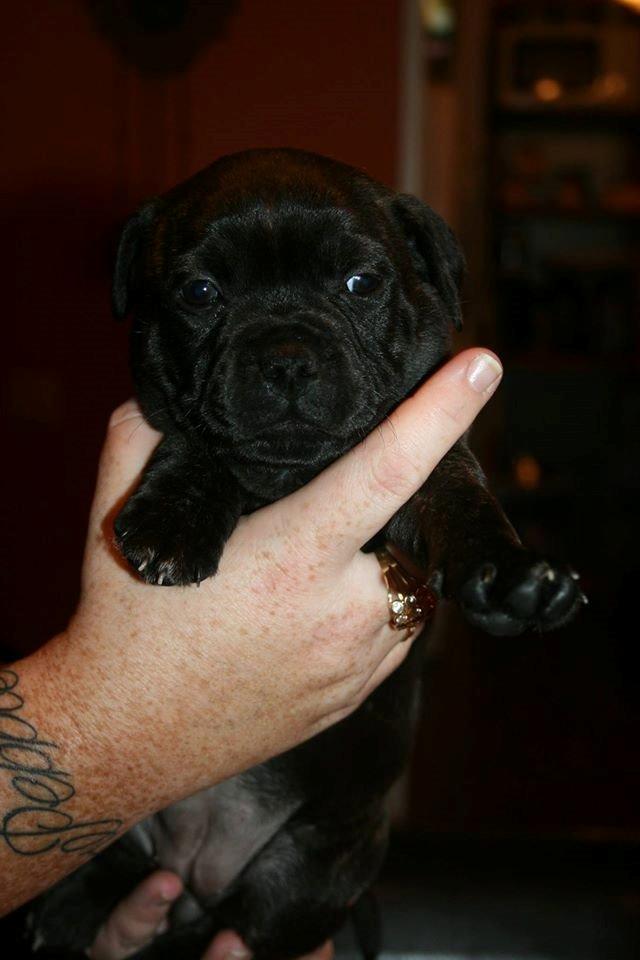 Staffordshire bull terrier Mademoiselle Coco billede 10