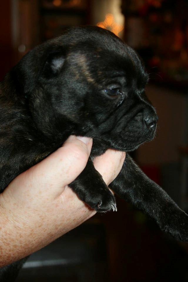 Staffordshire bull terrier Mademoiselle Coco billede 11