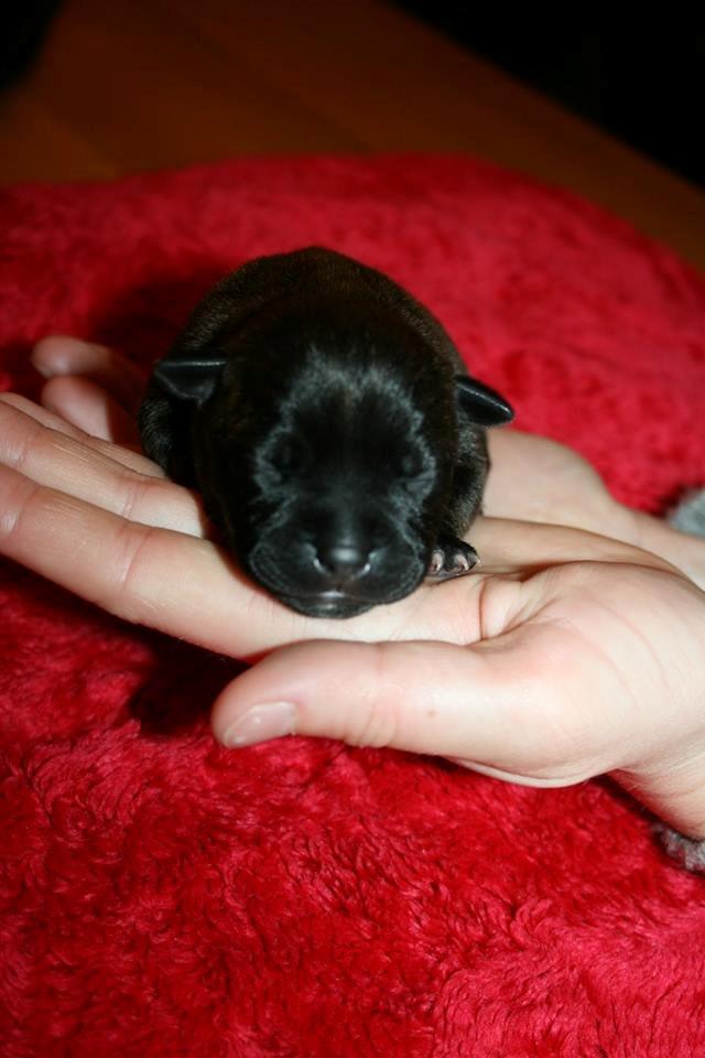 Staffordshire bull terrier Mademoiselle Coco billede 4