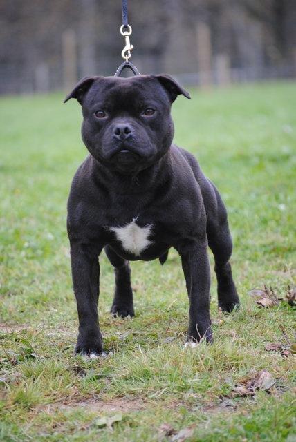 Staffordshire bull terrier Mademoiselle Coco billede 12