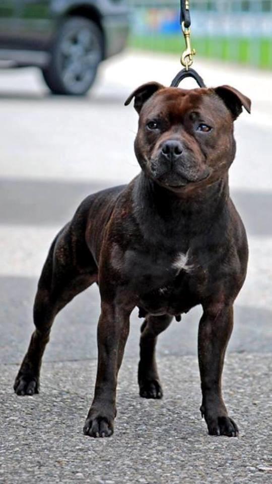 Staffordshire bull terrier Mademoiselle Coco billede 13