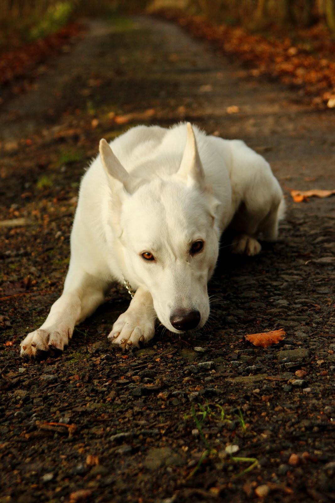 Hvid Schweizisk Hyrdehund Lobo billede 16