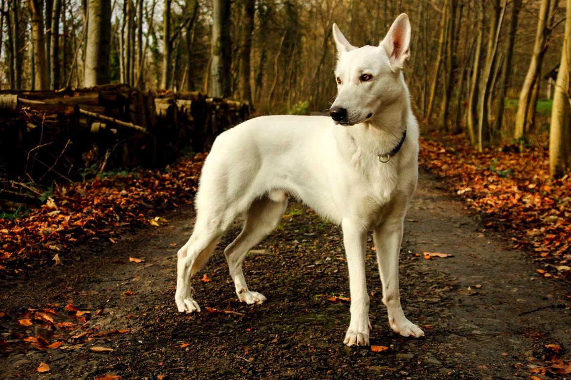 Hvid Schweizisk Hyrdehund Lobo billede 17