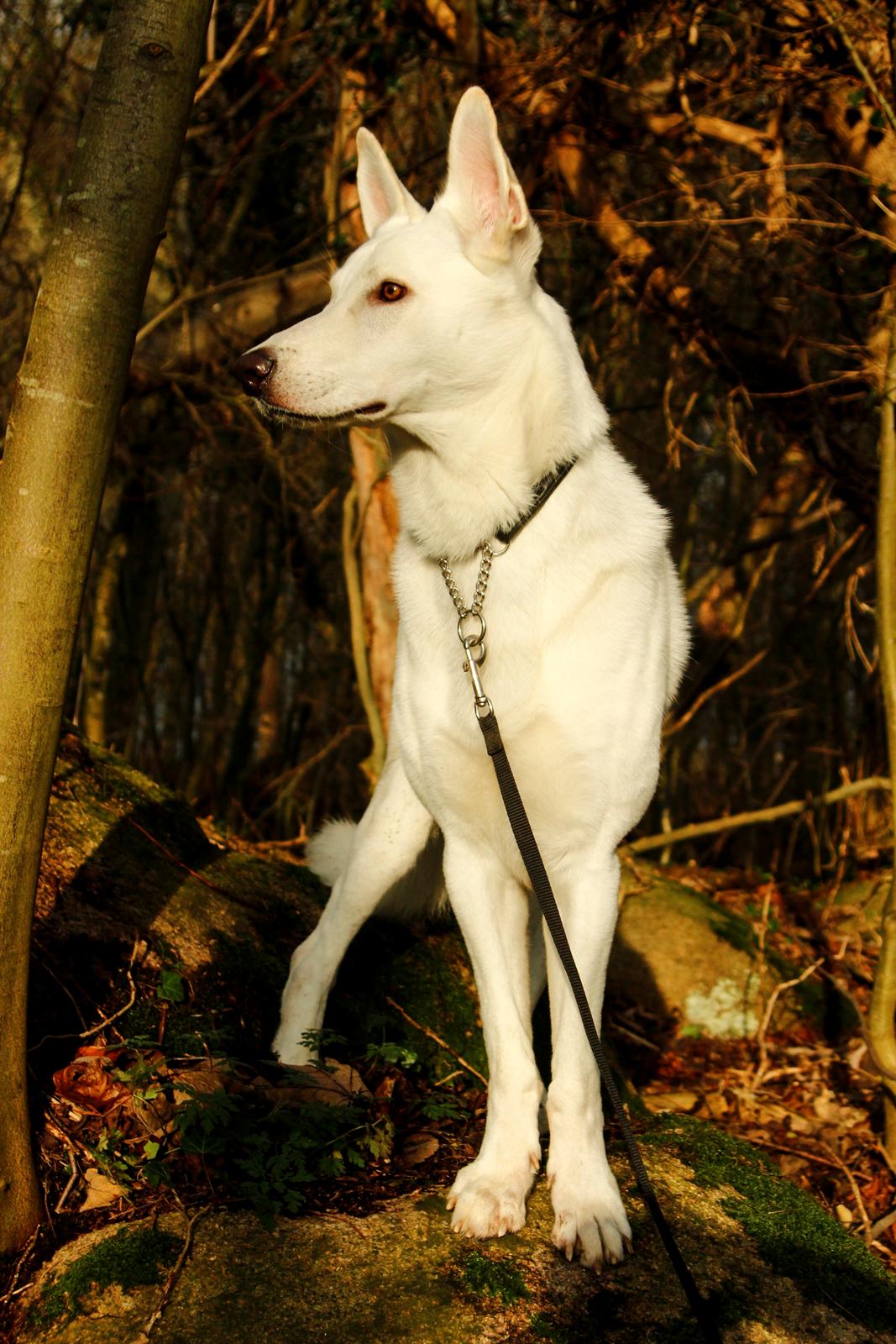 Hvid Schweizisk Hyrdehund Lobo billede 12