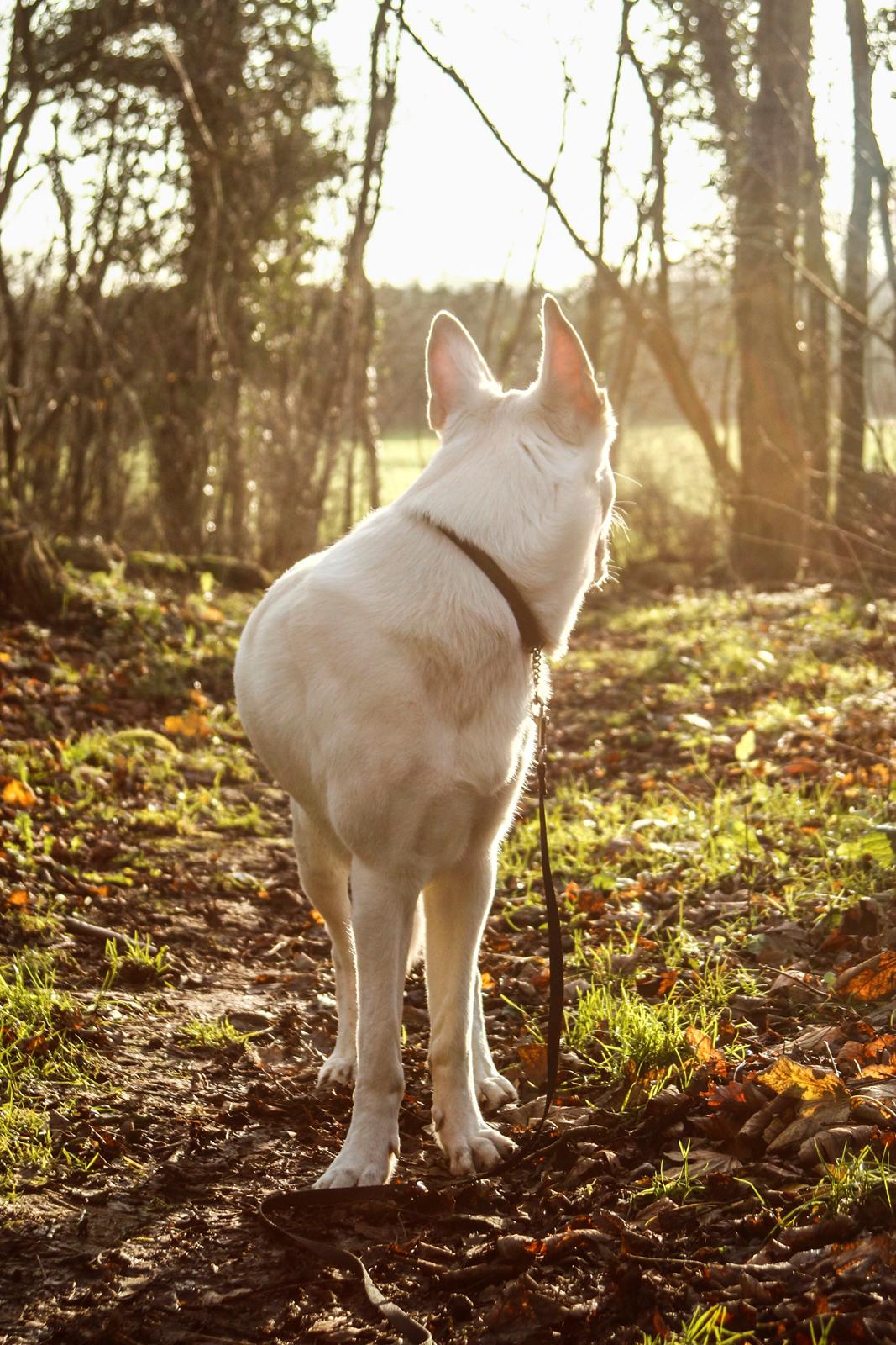 Hvid Schweizisk Hyrdehund Lobo billede 18