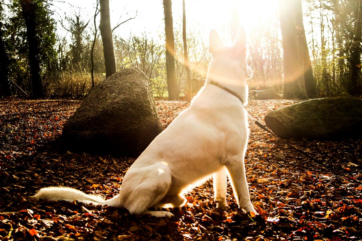 Hvid Schweizisk Hyrdehund Lobo billede 14