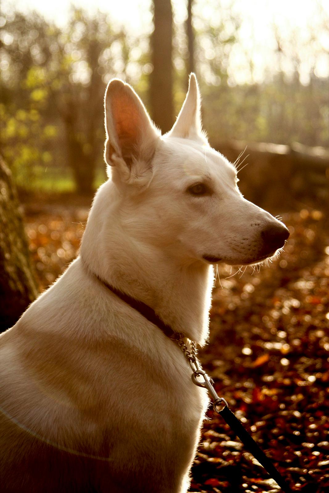 Hvid Schweizisk Hyrdehund Lobo billede 15