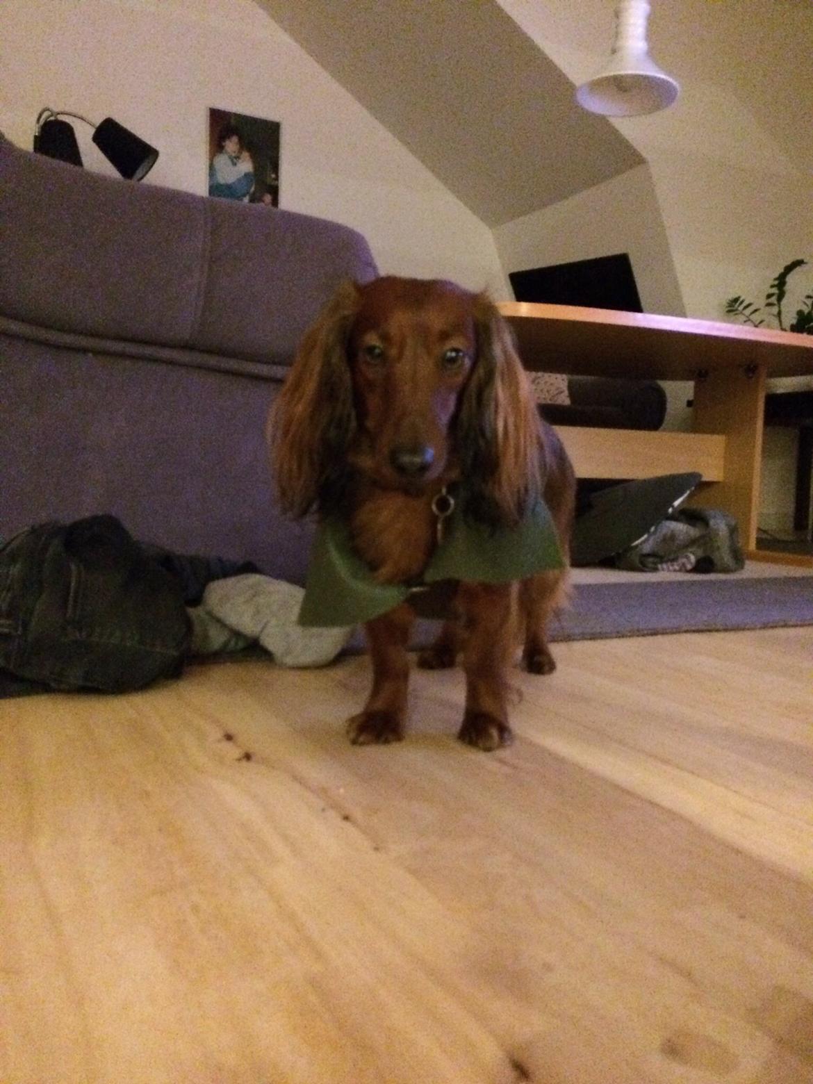 Dværggravhund Rico billede 3