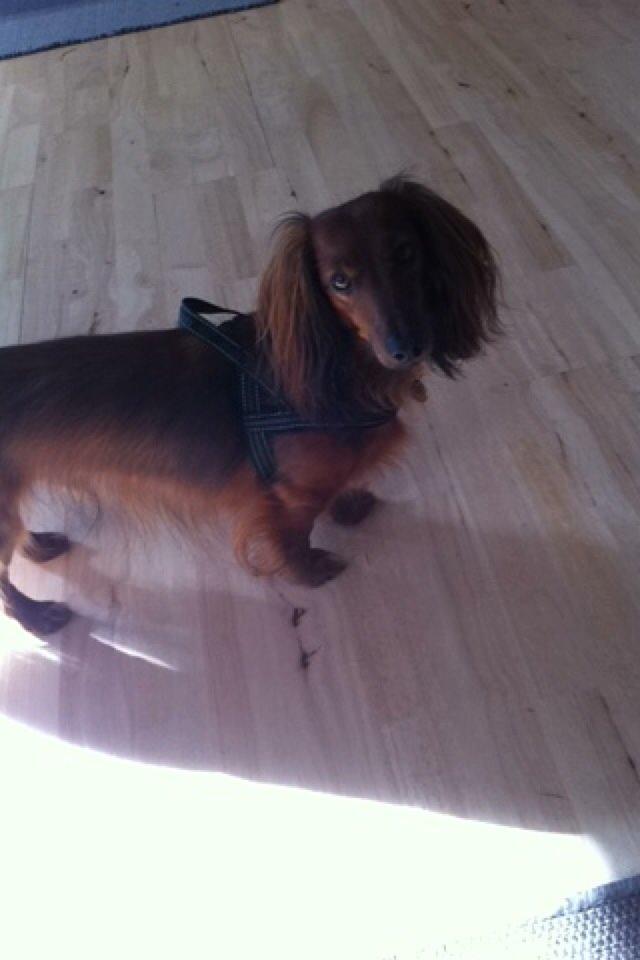 Dværggravhund Rico billede 4