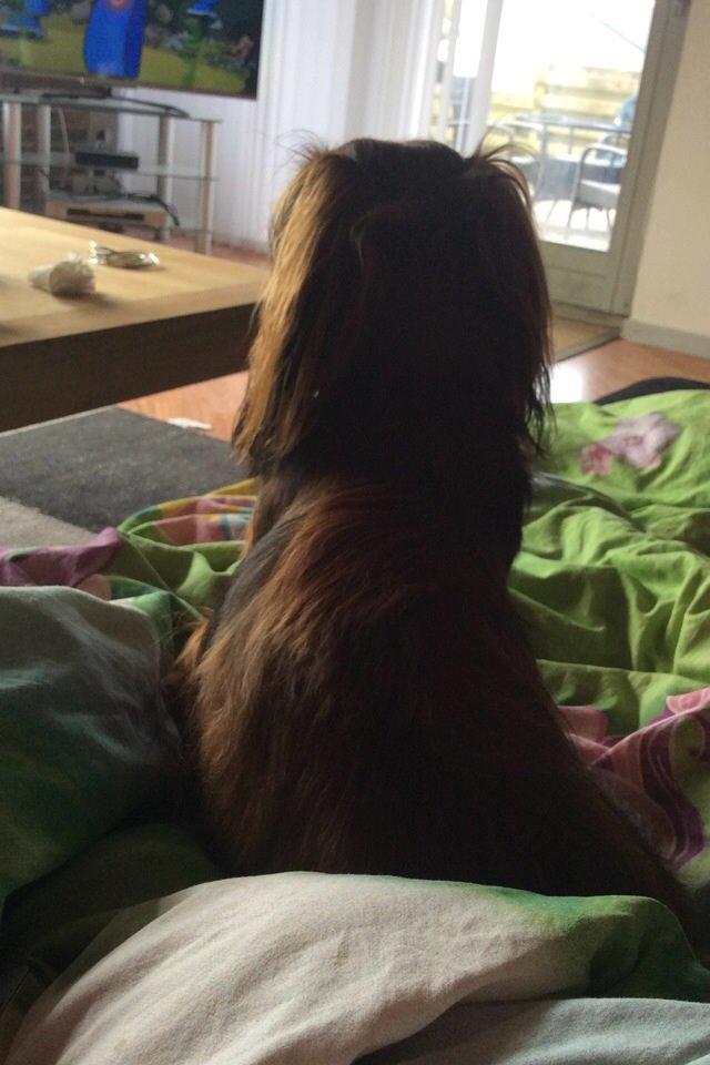 Dværggravhund Rico billede 5