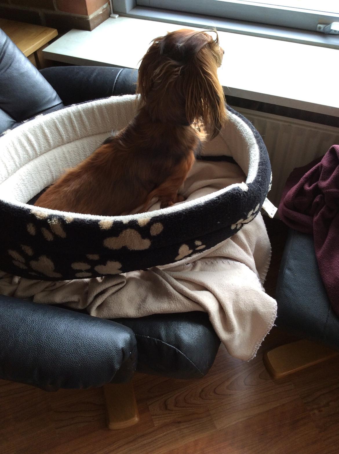 Dværggravhund Rico billede 6