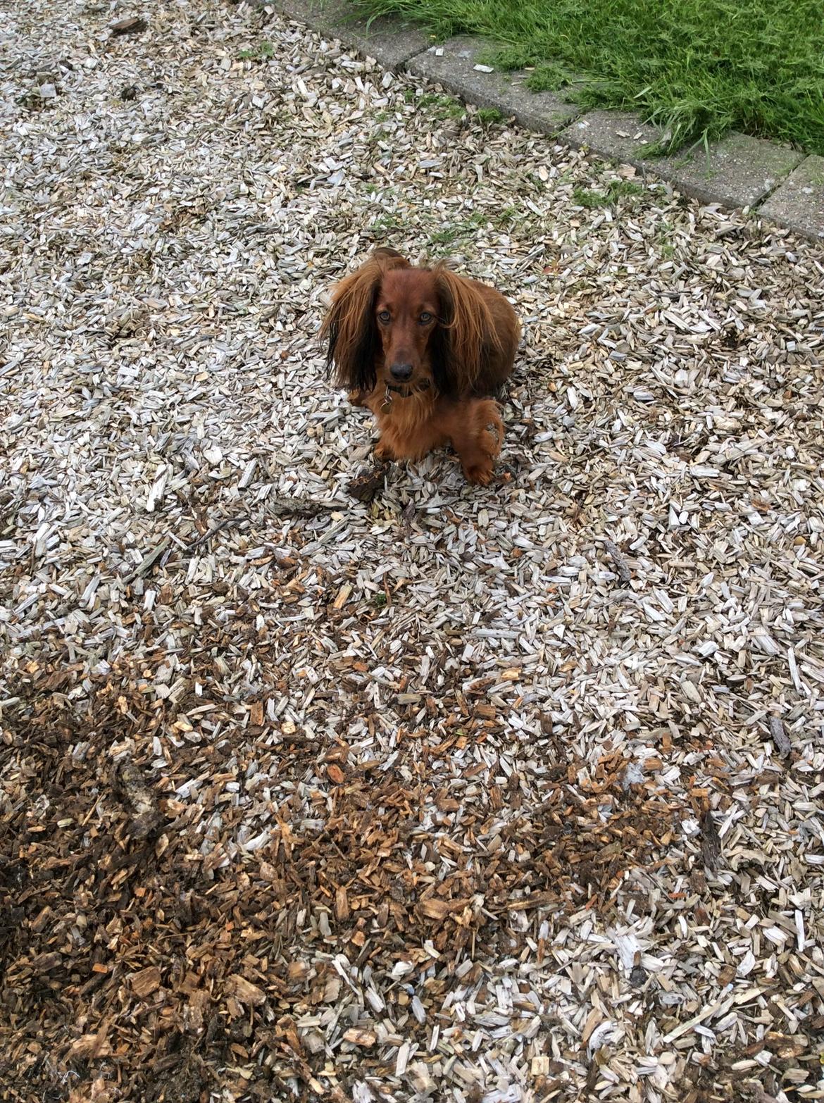 Dværggravhund Rico billede 7