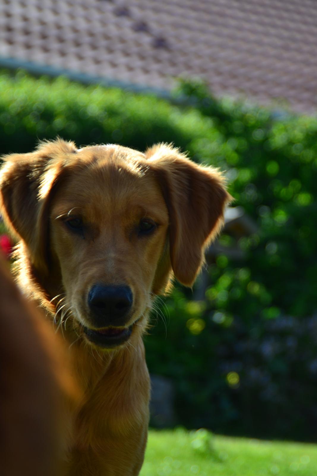 Golden retriever Little Mhor's NoMix - Foto: Isa Edelbo billede 1