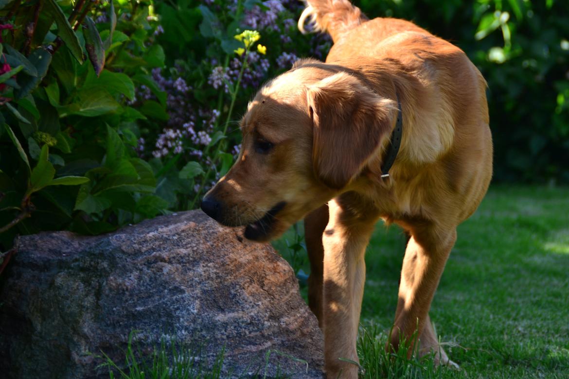 Golden retriever Little Mhor's NoMix - Foto: Isa Edelbo billede 2
