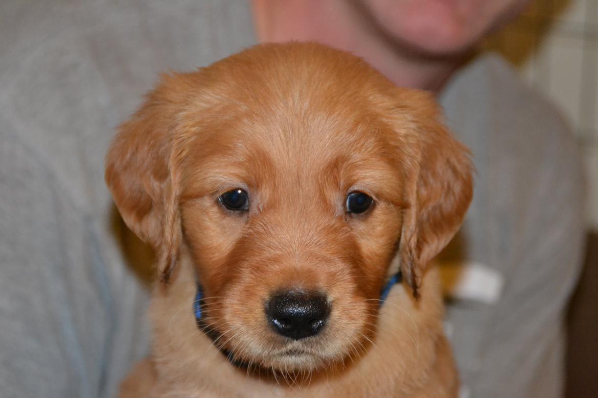 Golden retriever Little Mhor's NoMix - Foto: Isa Edelbo billede 3