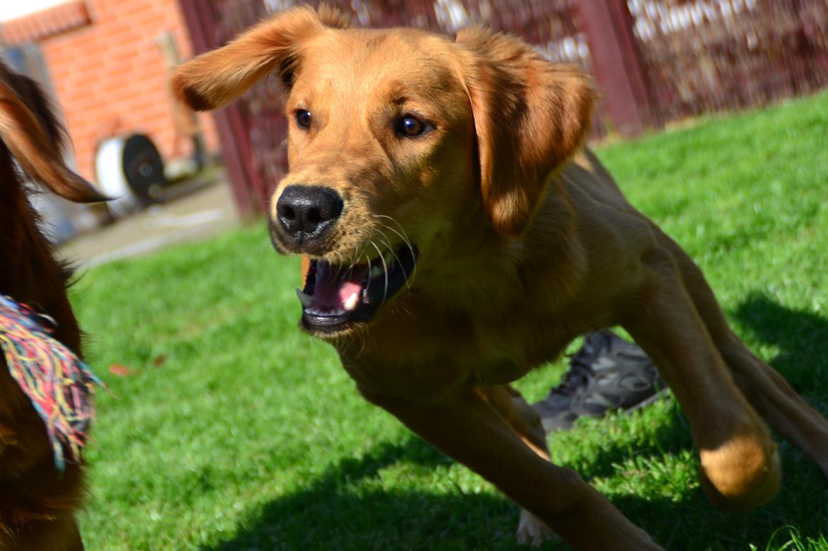 Golden retriever Little Mhor's NoMix - Foto: Isa Edelbo billede 4