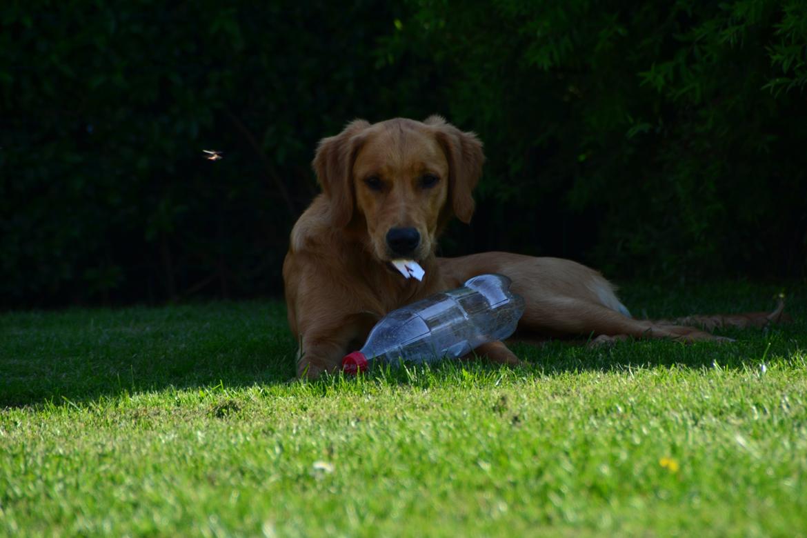 Golden retriever Little Mhor's NoMix - Foto: Isa Edelbo billede 5