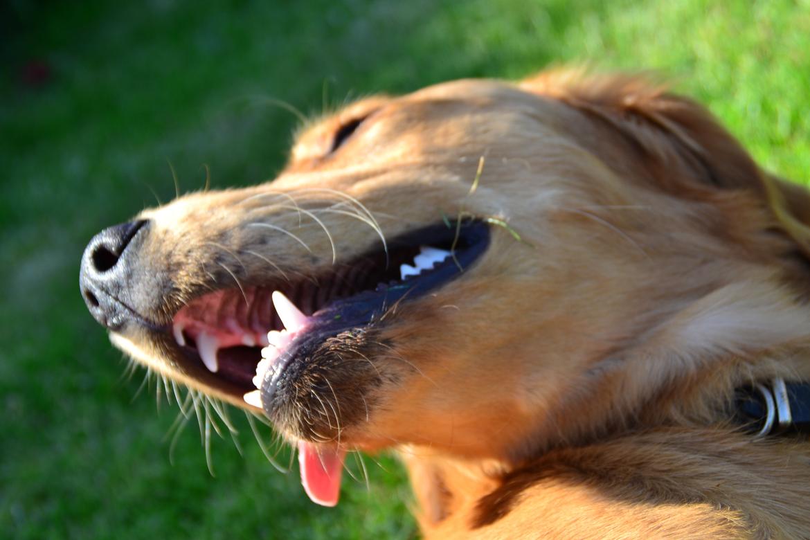 Golden retriever Little Mhor's NoMix - Foto: Isa Edelbo billede 6