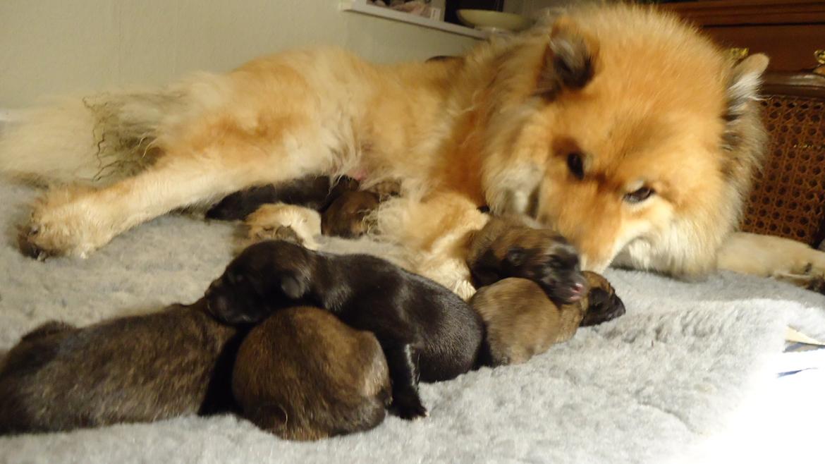 Eurasier Akema billede 1