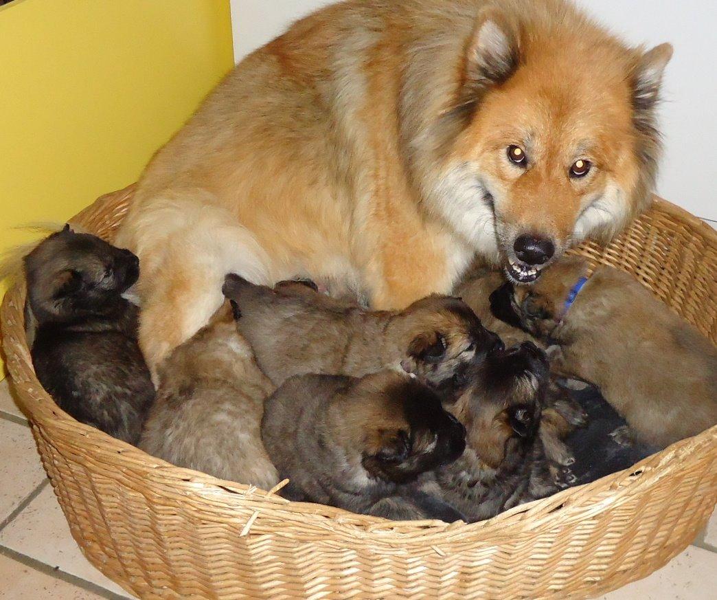 Eurasier Akema billede 2