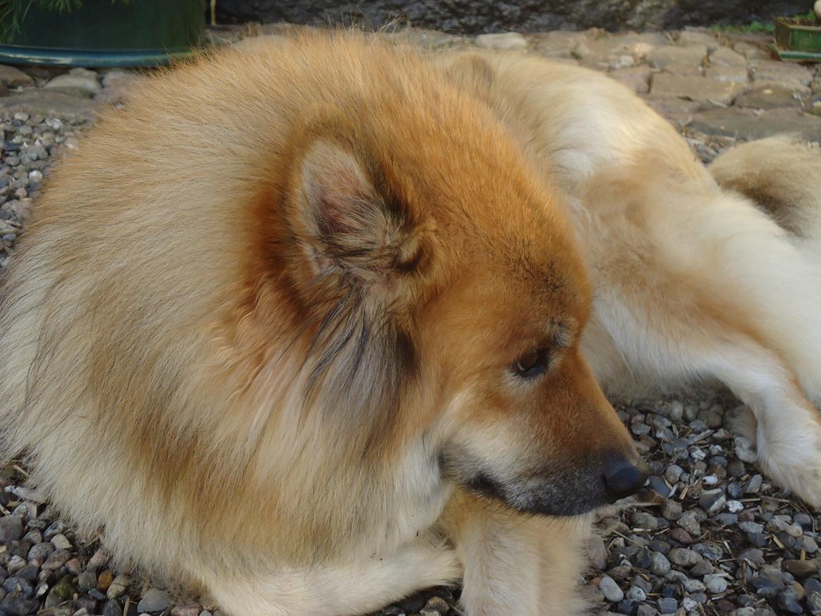Eurasier Akema billede 3