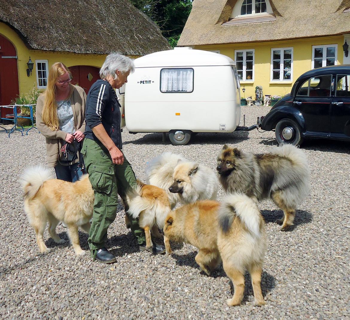 Eurasier Akema billede 4