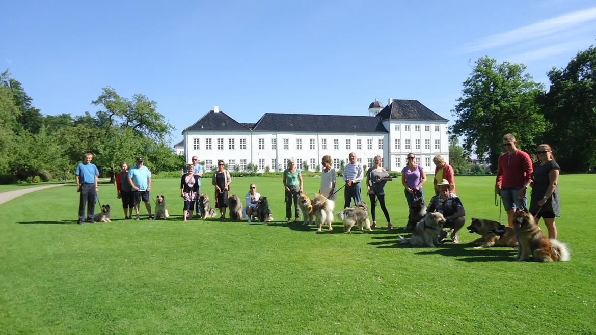 Eurasier Akema billede 5