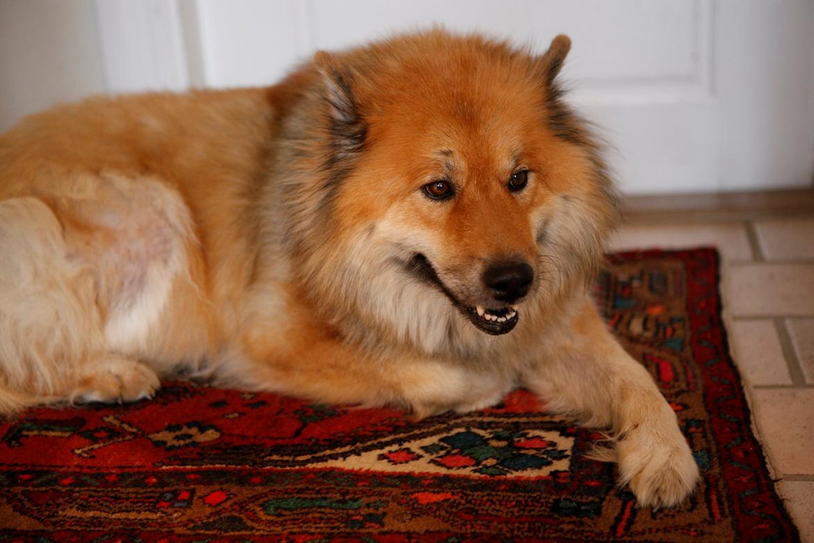Eurasier Akema billede 6