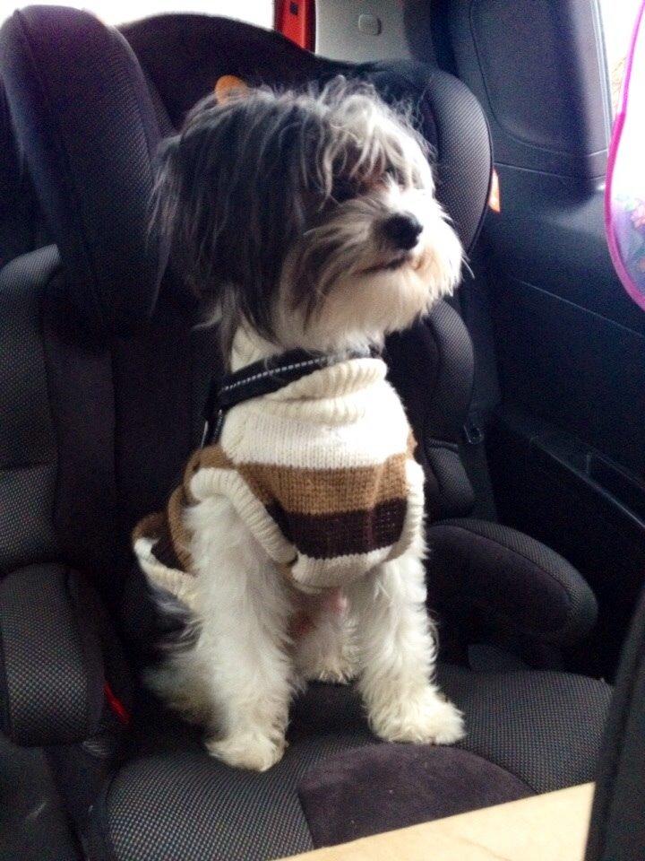 Chinese crested powder puff Sam ( Himmelhund) billede 1