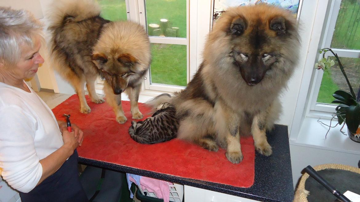 Eurasier Aiko billede 3