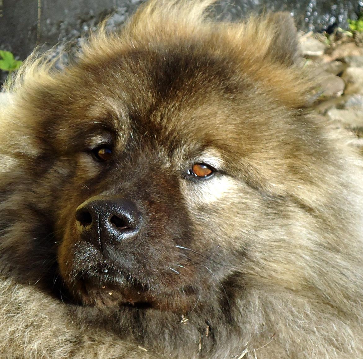Eurasier Aiko billede 1
