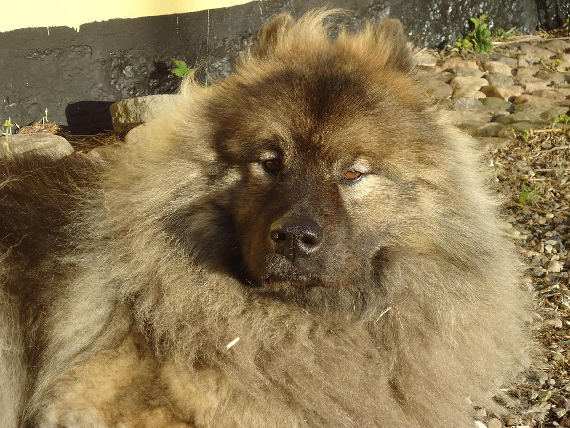 Eurasier Aiko billede 2