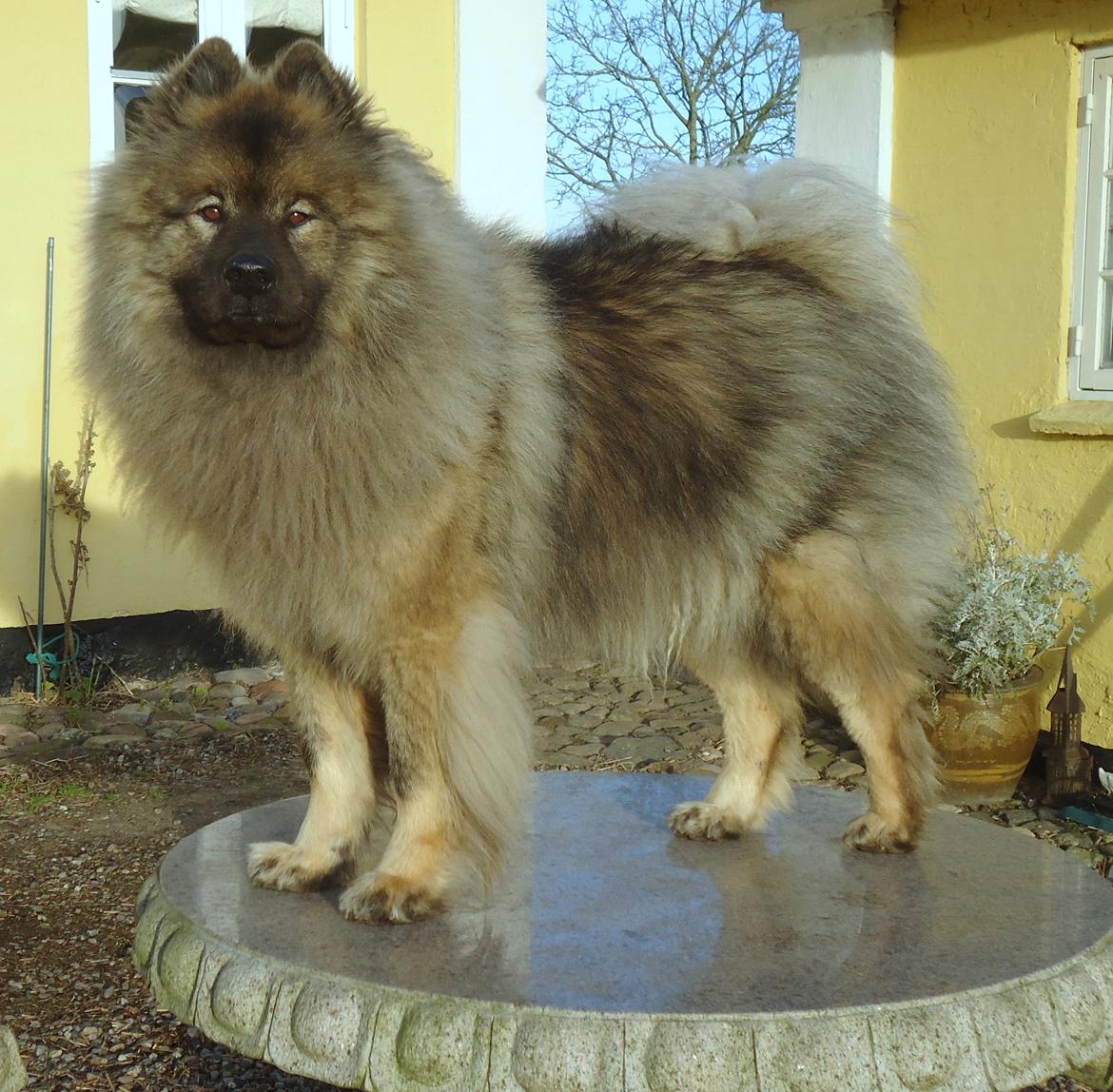 Eurasier Aiko billede 6