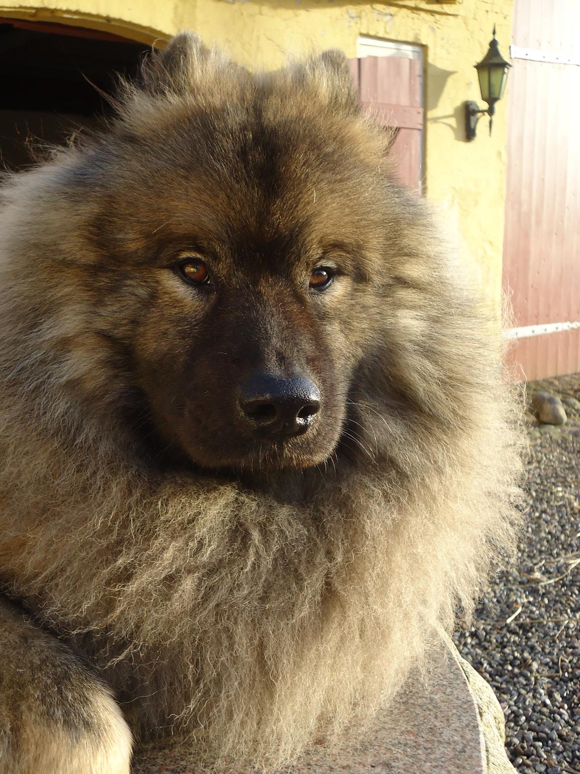 Eurasier Aiko billede 5