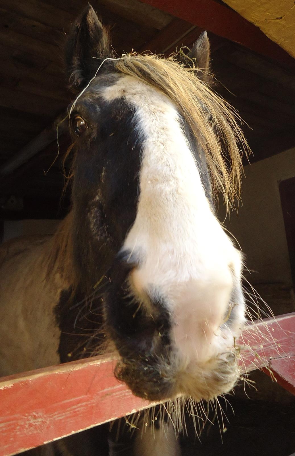 Eurasier A'ida - Filicia - Aidas gode ven billede 12