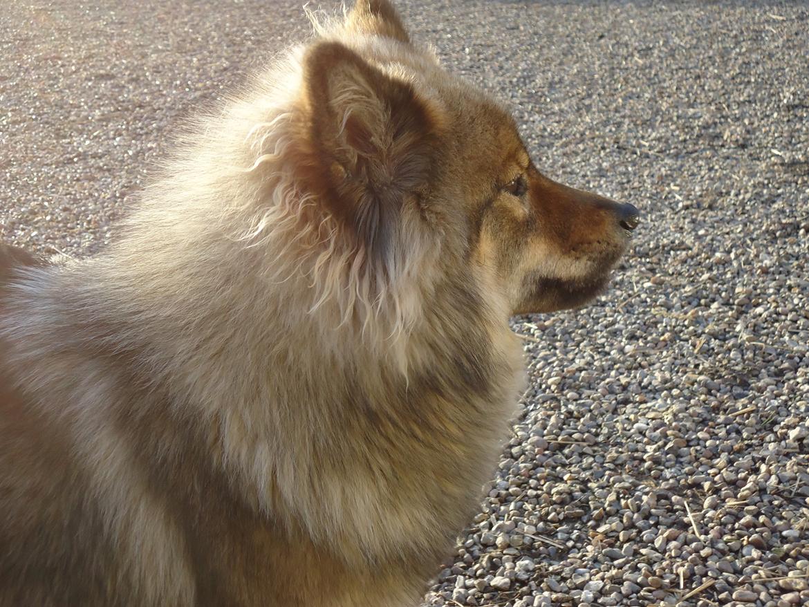 Eurasier A'ida billede 8